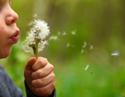 Little boy & dandelion