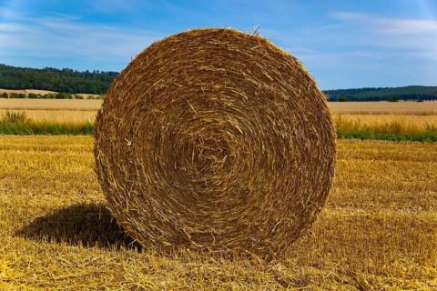 Round bale of straw in a field