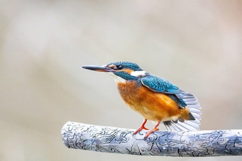 Kingfisher (Alcedo atthis) Germany