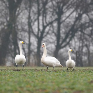 Family reunion... Whooper Swan, Mute Swan, Bewick's Swan (Cignus spec.), rare encounter, three