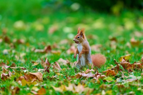 Eurasian squirrel (Sciurus vulgaris), in the middle of an autumn meadow full of leaves with a nut,