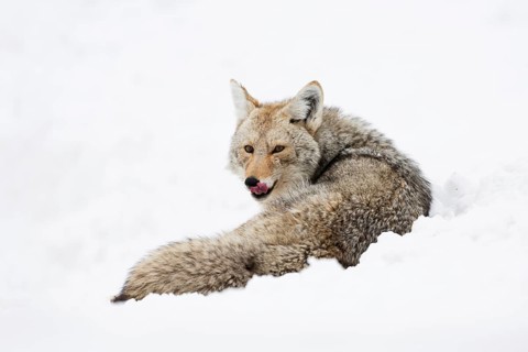 Attentive... Coyote (Canis latrans) in deep winter, lying in the snow, looking around, licking its