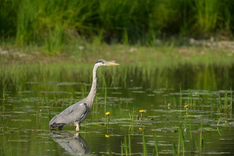 Grey heron (Ardea cinerea), water, hunting, Lower Austria