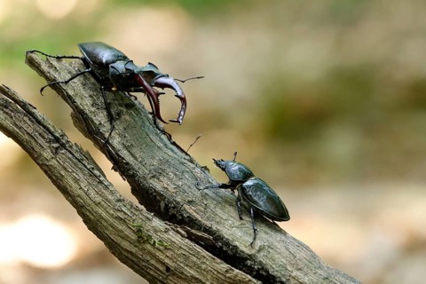 Fascinating stag beetle (Lucanus cervus), insect of the year 2012, June, Saxony, Germany, Europe