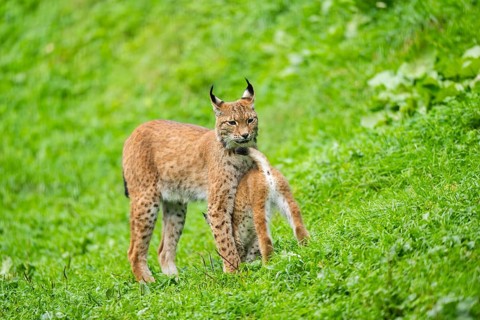 Eurasian lynx (Lynx lynx) mother with her youngster, Austria, Europe
