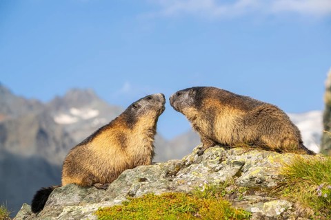 Alpine marmot (Marmota marmota) in autumn, Grossglockner, High Tauern National Park, Austria,
