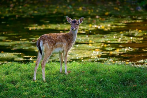 Fallow deer (Dama dama), standing on a green meadow, Germany, Europe