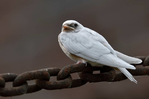 No albino... white barn swallow (Hirundo rustica), conspicuous young bird, leucistic swallow,