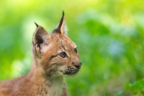 Eurasian lynx (Lynx lynx) youngster, portrait, Bavaria, Germany, Europe
