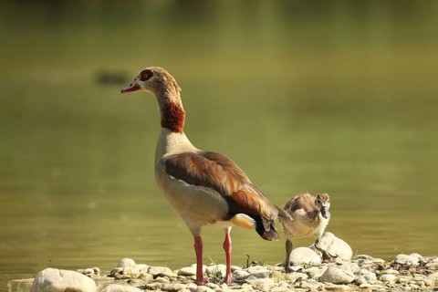 Egyptian goose (Alopochen aegyptiaca) adult and juvenile in a gravel pit, Allgäu, Bavaria, Germany,