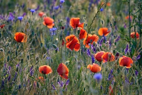 Picturesque beautiful poppies, June, Germany, Europe