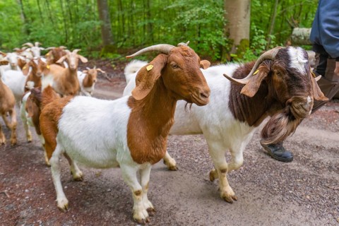 Brown and white goat herd and shepherd walking along a forest path, Gechingen forest pasture,