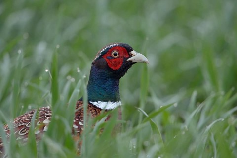 Close up... Hunting pheasant (Phasianus colchicus), pheasant, colourful cock creeps carefully