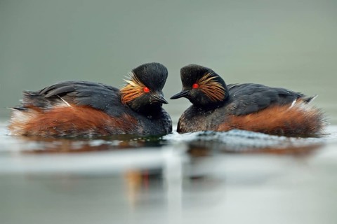 Bright red eyes... Black-necked Grebe (Podiceps nigricollis) in beautiful breeding plumage, summer