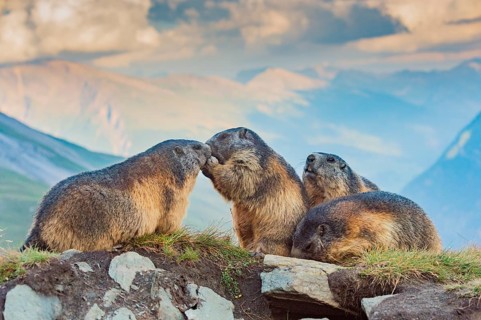 Alpine marmot (Marmota marmota) in autumn, Grossglockner, High Tauern National Park, Austria,