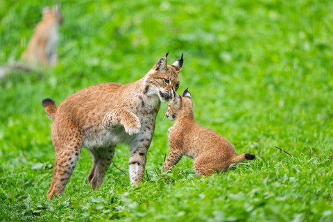 Eurasian lynx (Lynx lynx) youngster on a meadow, Bavaria, Germany, Europe