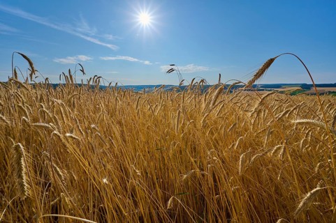 A sunny rye grain field stretches under a steel-blue sky, summer, Wenkheim, Werbach,