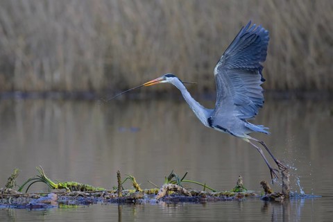 Grey heron (Ardea cinerea), starting from floating roots of water lily with branch in beak, Neckar