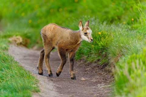 A young fawn on a path between lush, green meadows in spring, chamois, chamois, (Rupicapra