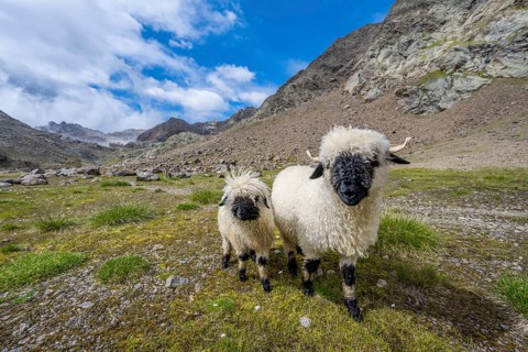Two Valais Blacknose sheep (Ovis gmelini aries), high alpine mountain valley, Obere Senner Egete,