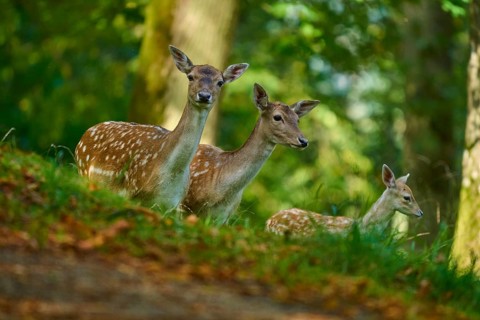 Fallow deer (Dama dama), female, three fallow deer with fawn standing close together, vigilantly