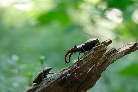 Fascinating stag beetle (Lucanus cervus), insect of the year 2012, June, Saxony, Germany, Europe