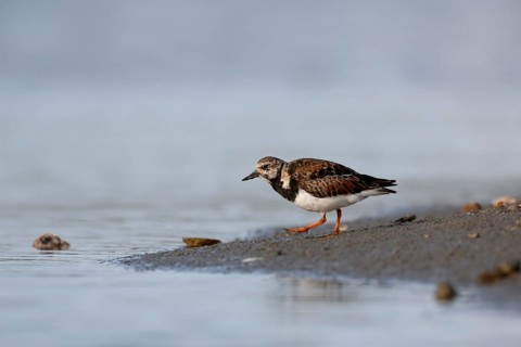 Typical wading bird on the North Sea coast... Ruddy turnstone (Arenaria interpres), male in