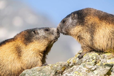 Alpine marmot (Marmota marmota) in autumn, Grossglockner, High Tauern National Park, Austria,