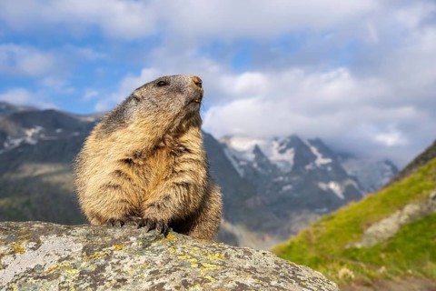 Alpine marmot (Marmota marmota) in autumn, Grossglockner, High Tauern National Park, Austria,