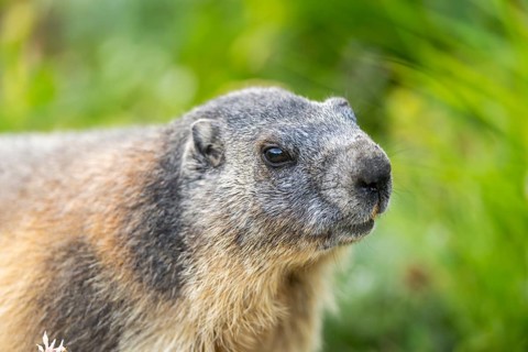 Alpine marmot (Marmota marmota) in autumn, Grossglockner, High Tauern National Park, Austria,