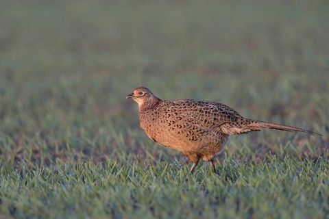 Early light... Hunting pheasant (Phasianus colchicus), female, hen, at first light shortly after