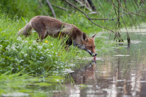 Drinking fox... Red fox (Vulpes vulpes) is thirsty, drinking from a small body of water, natural