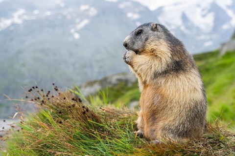 Alpine marmot (Marmota marmota) in autumn, Grossglockner, High Tauern National Park, Austria,