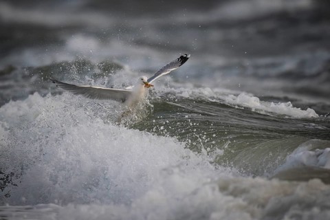 Herring gull (Larus argentatus) in the surf with a captured starfish in its beak, Hvide Sande,
