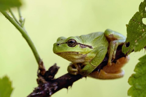 In the brambles... European tree frog (Hyla arborea) in its natural habitat, frog sits on a thorny