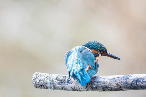 Kingfisher (Alcedo atthis) Germany