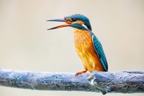 Kingfisher (Alcedo atthis) Germany
