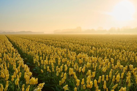 A wide field of yellow tulips at sunrise, lightly shrouded in mist, Sassenheim, province of South