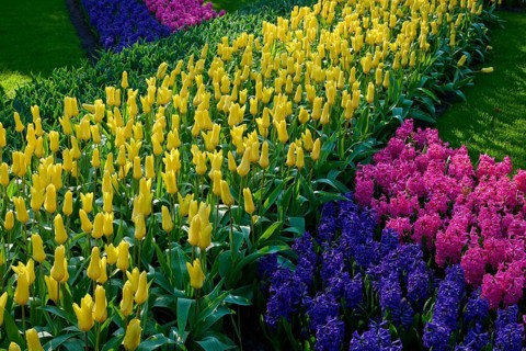 A colourful flowerbed with yellow tulips and colourful hyacinths, Keukenhof, Lisse, province of