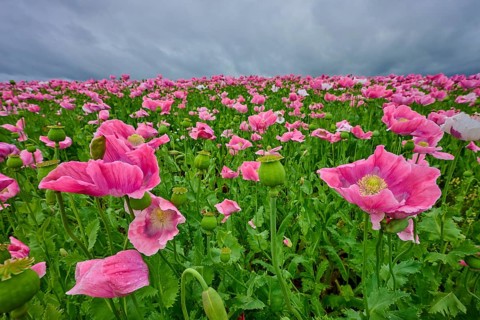 Opium poppy (Papaver somniferum), close-up of pink poppies with cloudy sky in the background,