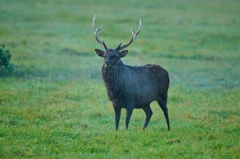 Sika deer (Cervus nippon), with antlers on a green meadow in natural surroundings in morning light,