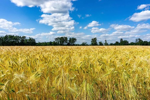 Grain field, in front of harvest, barley, near Bottrop-Kirchhellen, North Rhine-Westphalia,