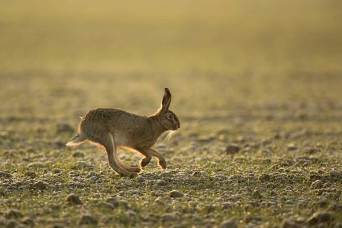 Long hind legs... European hare (Lepus europaeus), hare running across a field in late winter in