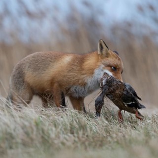 With mallard... Red fox (Vulpes vulpes), fox with prey in catch, has captured a duck, successful
