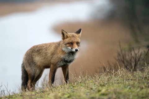 On an exploratory tour... Red fox (Vulpes vulpes) in rainy weather, fox comes up a hill from a body