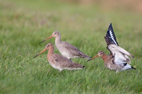 Travelling in a flock... Black-tailed godwits (Limosa limosa) shortly after their arrival in the