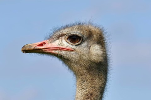 Common ostrich (Struthio camelus), portrait, captive, Rhineland-Palatinate, Germany, Europe