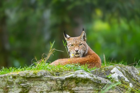 Eurasian lynx (Lynx lynx) on a rock, Austria, Europe
