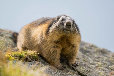 Alpine marmot (Marmota marmota) in autumn, Grossglockner, High Tauern National Park, Austria,