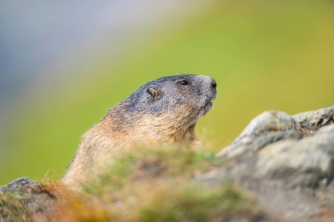 Alpine marmot (Marmota marmota) in autumn, Grossglockner, High Tauern National Park, Austria,
